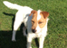 Parson Russell Terriers Cornwall