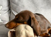 Kc registered miniature dachshund