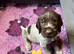 Kc reg german wirehaired pointer puppies for sale