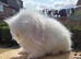 Fluffy bunnies reduced to find new homes  ( teddywidders )