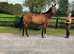 ***REDUCED 0Beautiful and sensible beach-trained Irish TB RORE 16h 7yo