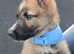 Shepsky