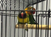 Male and female lovebirds