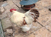 Pair of brahma chickens for sale