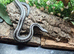 Mexican x Albino Coastal Rosy Boa at Birmingham Reptiles