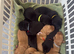 Exceptional Kc registered Labrador puppies
