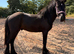 Yearling reg dales gelding