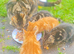 4 Kittens Ready for a Home now!!