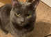 Cat for stud X British Shorthair young male for stud services only