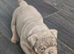 KC REGISTERED BEAUTIFUL BLUE/LILAC TRI ENGLISH BULLDOGS FOR SALE