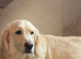 Golden Retriever x Sprollie
