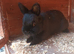 Pair of Netherland dwarf bunnies
