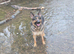 Female German Shepherd
