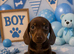** MINIATURE DACHSHUND PUPPIES PRA CLEAR **