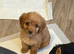 Cockapoo puppies