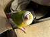 Silly tame pineapple conure