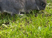Netherland dwarf female rabbit