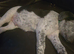 Pup needing a new home asap 12 weeks old