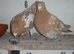 Yellow Meuleman Racing Pigeons.