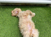 14 week old apricot cockerpoo puppy