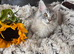 OUTSTANDING MAINE COON KITTENS
