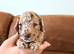 Cockapoo Puppies