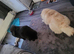 Local Dog Care — West Drayton UB7