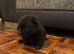 Pomeranian puppies