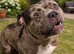 Stunning bulldog x classic bully