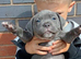 Blue staffy pups