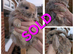 French Lops- now all sold