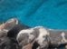 4 girls miniature dachshunds