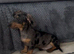 Beautiful Dachshund Boy available now