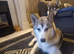Sable siberian husky