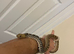Bull snake