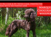 Toy Poodle