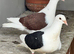 Saddle bar pigeons breedr pairs
