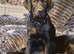 Labador retriever kc girl 18 wks