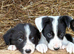 Pure border collies ready now