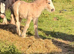 13.2h mare and foal