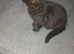 gorgeous last bsh x boy needing a forever home