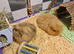 2 bonded boars 1 year old