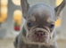 New Shade Health Clear KC Registered French Bulldog Puppies
