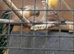 2026 yellow Hen canary