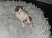 4 kittens ready to leave in 2 weeks