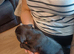 Frenchie/pug x