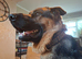 Lovely German Shepherd x