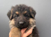 Long haired German shepherd puppies