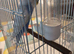 Available Baby Budgie 1 x 10 week old looking like a HEN now purple and white clearwing £30