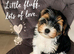 Yorkshire terrier girl 10 weeks